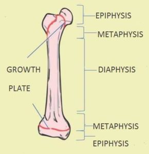 How to keep growth/ epiphyseal plates open – GTWSL