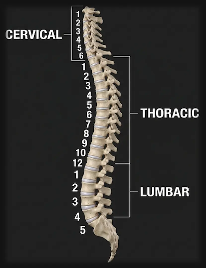spinal column